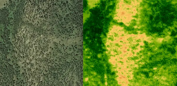 The right image uses Lens' vegetation layer (which monitors photosynthetic activity) to help illustrate tree damage caused by beetles on one of COL’s properties (imagery credit: USDA NAIP).