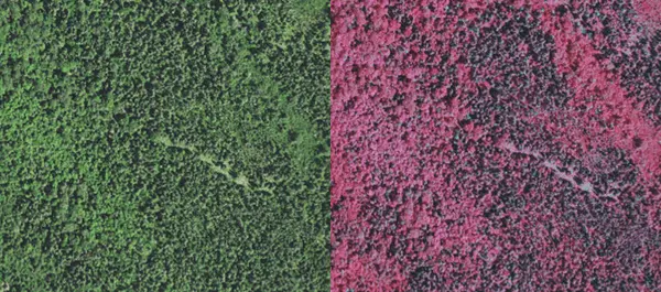 mi forest infrared