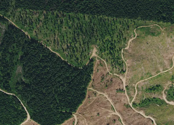 dworshak timber cutting