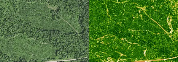 mi timber regrowth ndvi comparison