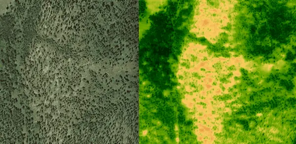 colorado open lands beetle damage comparison