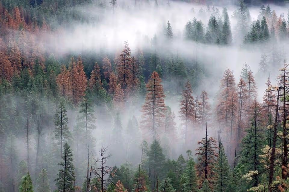 Remotely tracking forest conditions with Lens