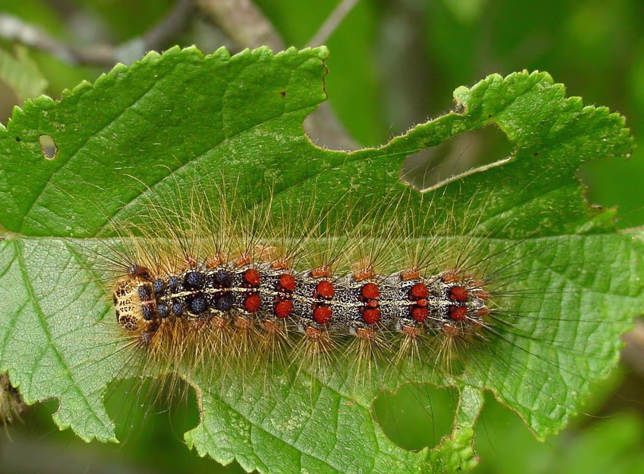 Using Lens to assess LDD (gypsy) moth defoliation