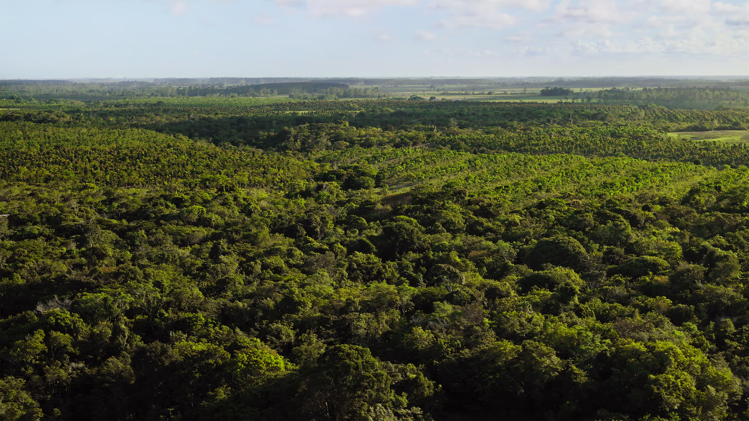 Reforesting the land in the Atlantic Forest with Apple's Restore Fund and Lens