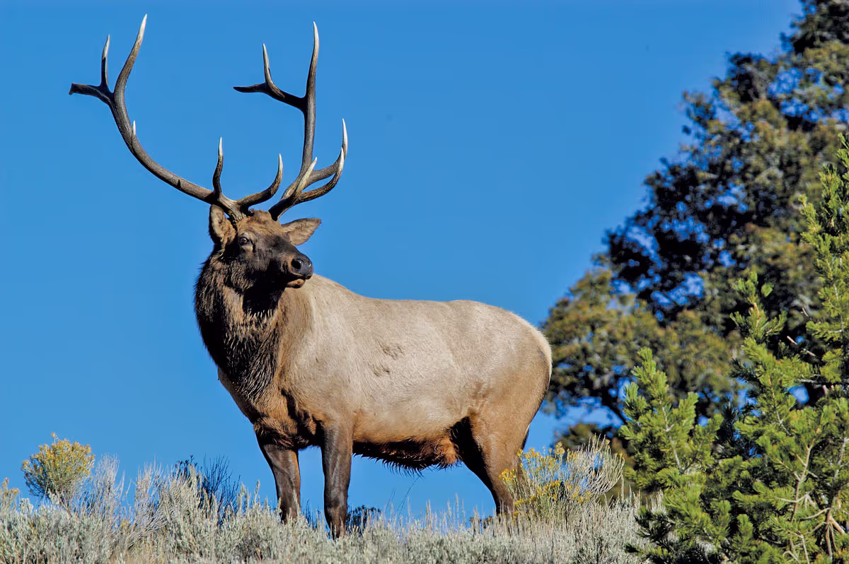 Remote monitoring at a national scale: Rocky Mountain Elk Foundation spotlight