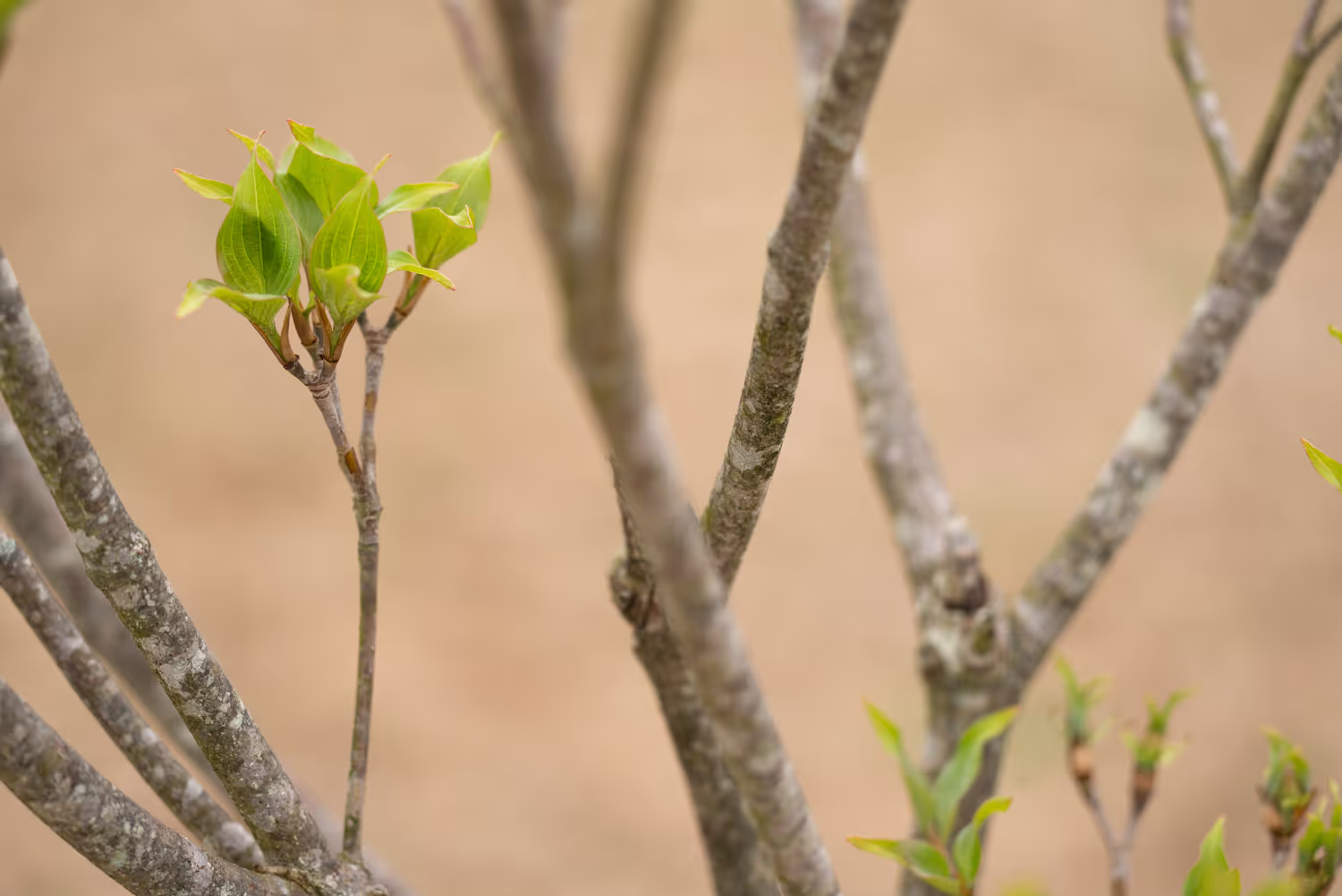 Leveraging Lens for ecological restoration project prospecting