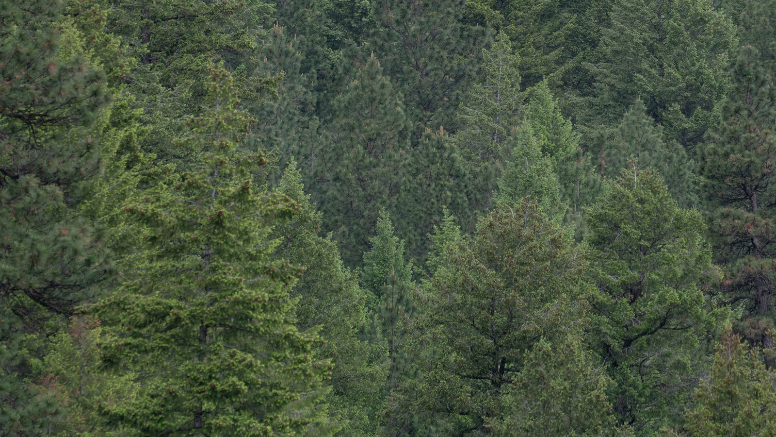 Taking environmental monitoring to new heights with a Digital Service for the Planet