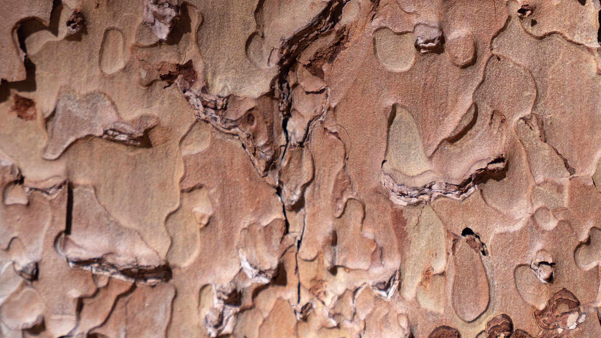 Introducing a digital MRV solution for forest carbon projects