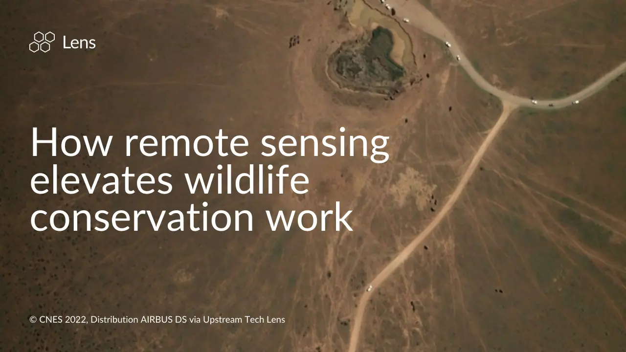 For the love of animals: How remote sensing elevates conservation work