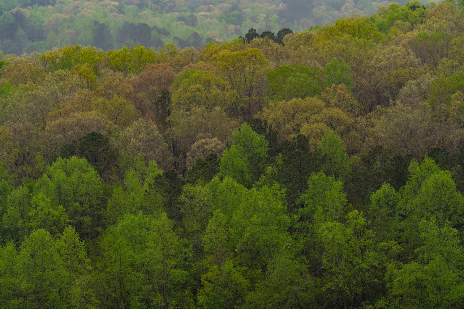 Digital MRV: How Lens helps organizations invest in nature with confidence and meet evolving regulatory requirements