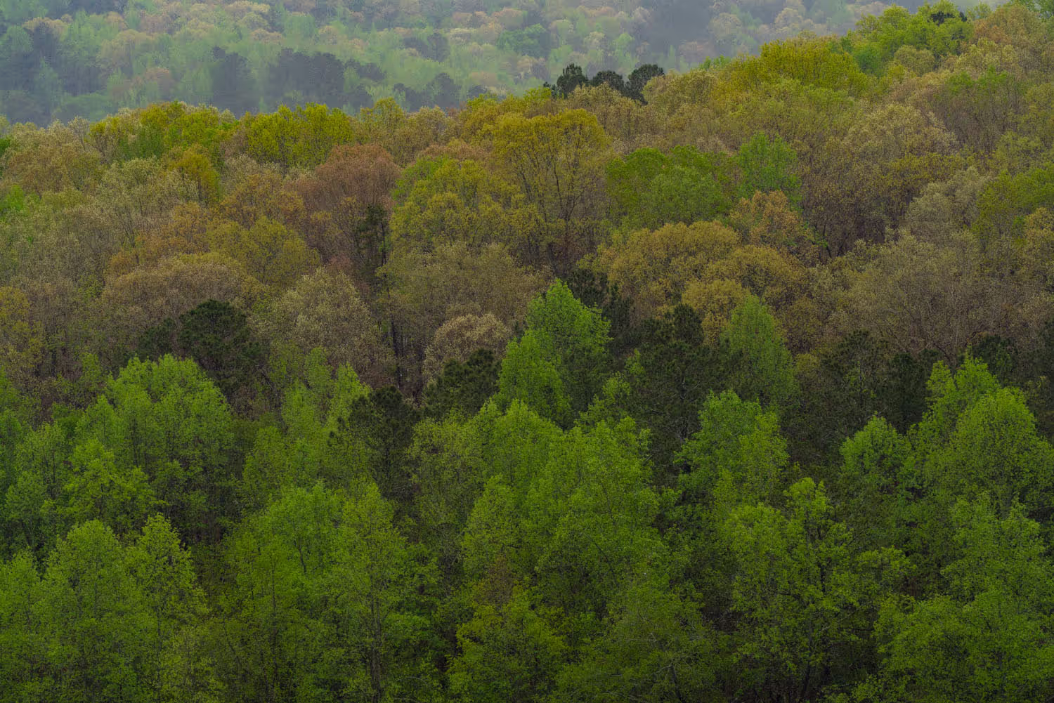Digital MRV: How Lens helps organizations invest in nature with confidence and meet evolving regulatory requirements