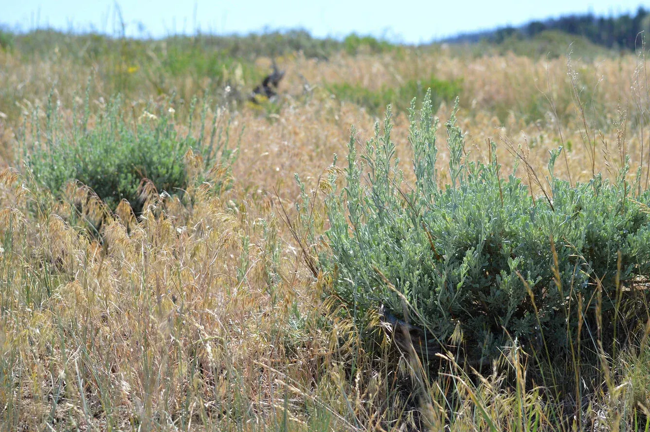 Sagebrush surrounded by cheatgrass.