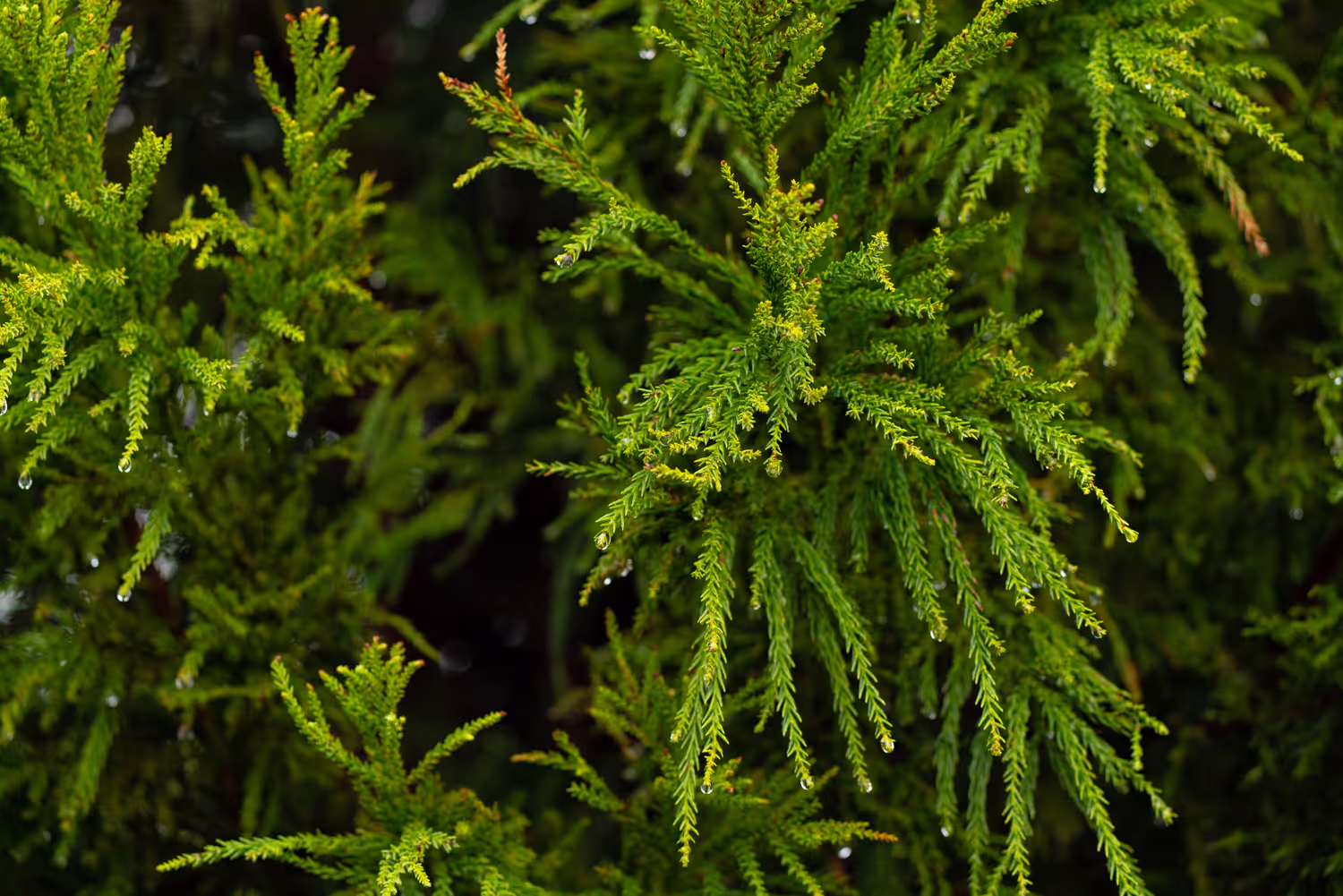 Tracking long-term conservation outcomes with Environment and Climate Change Canada