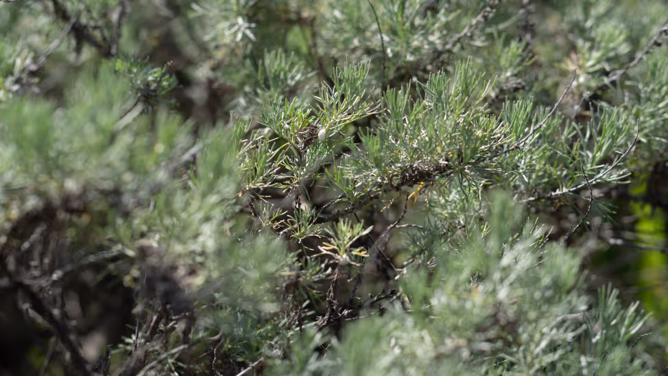 Expanding access to environmental data with the Lens Library