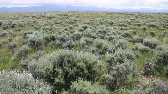 Monitoring cheatgrass at scale with Lens