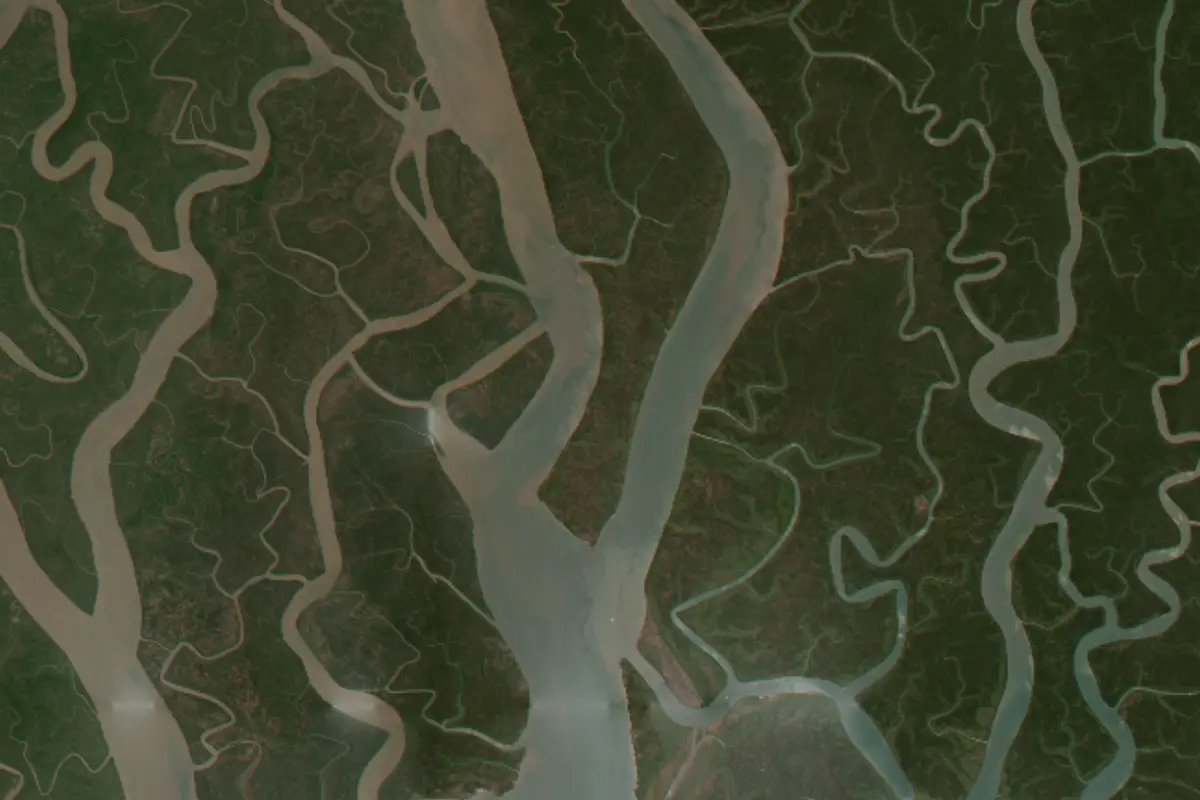 The importance of conservation and monitoring of the dynamic mangrove ecosystem