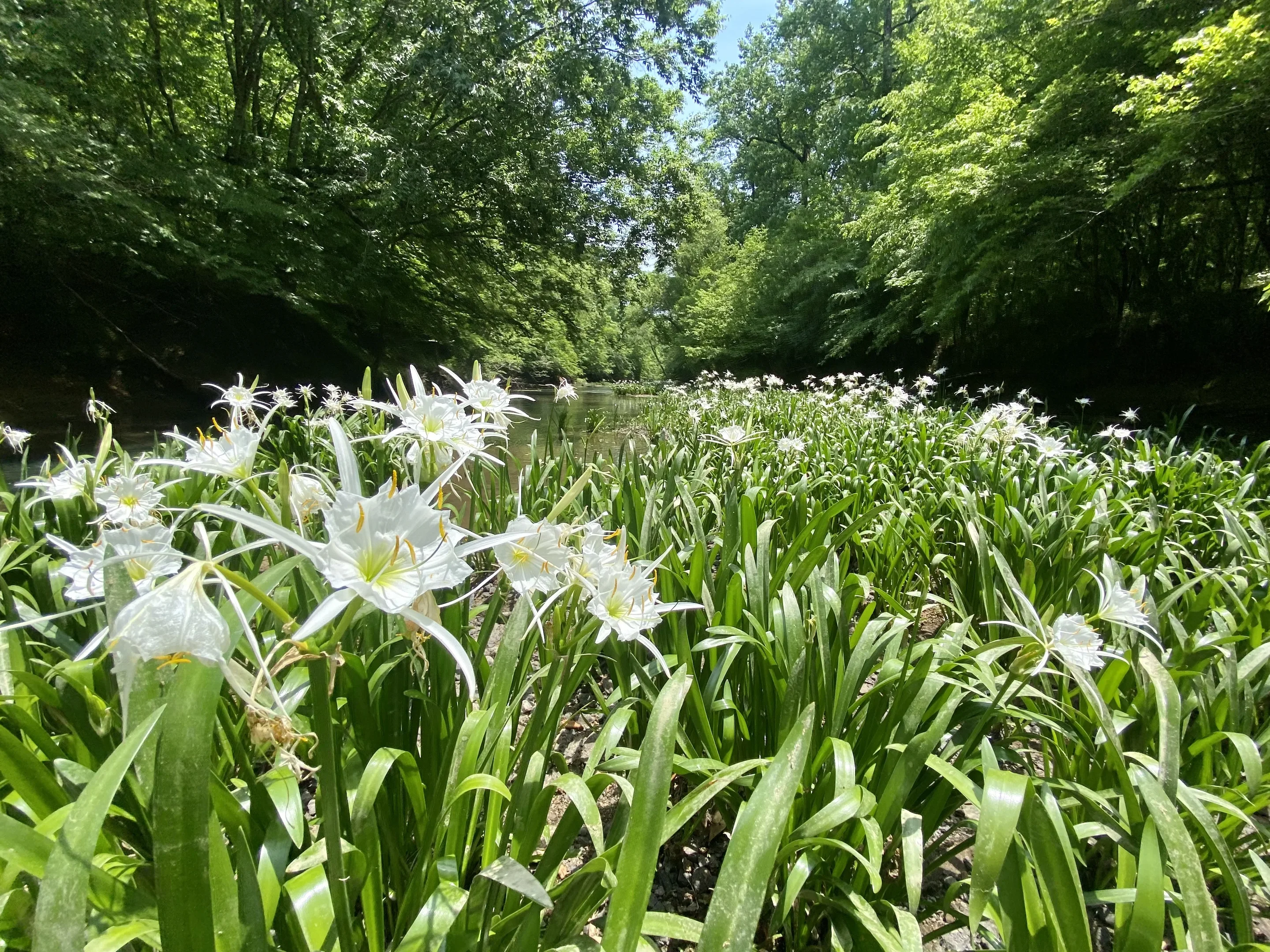 A ground-view of a restoration project.