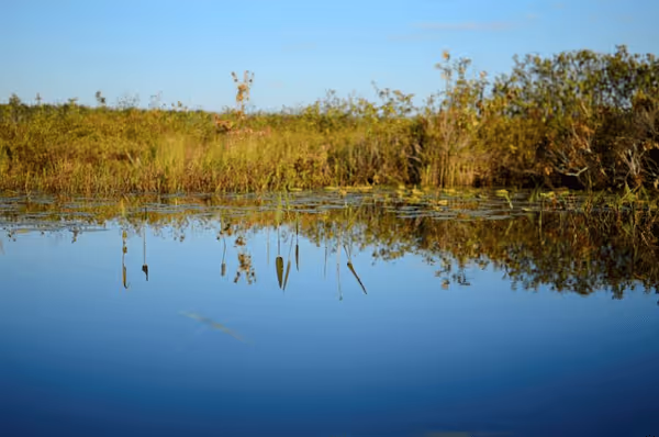 Summer reflection and wetland evaluation