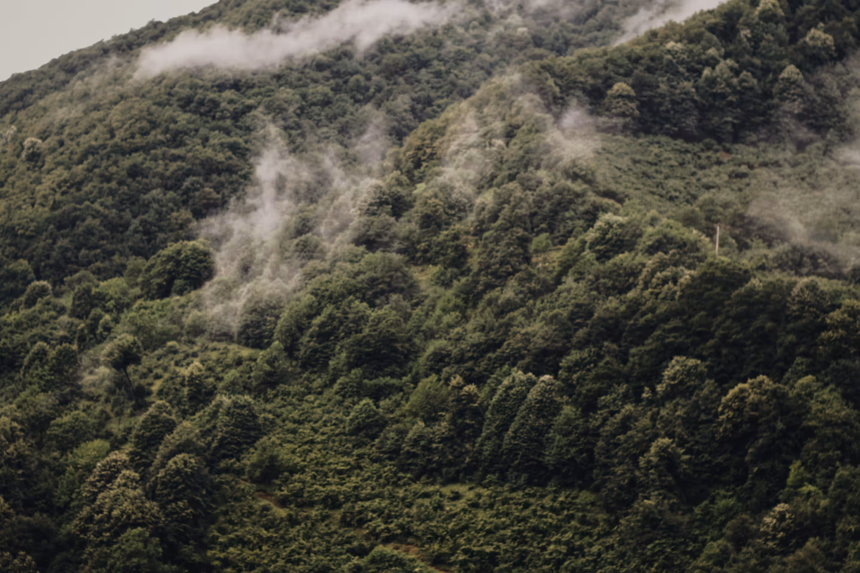 New Forest Carbon data from Planet highlighted in The Economist